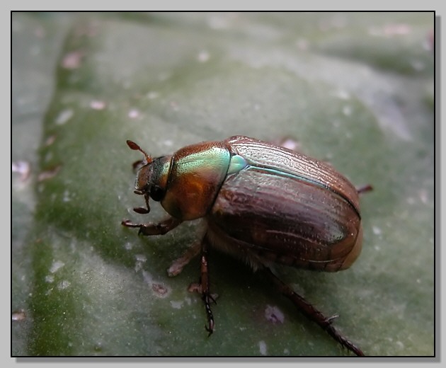 Rutelidae: Anomala dubia